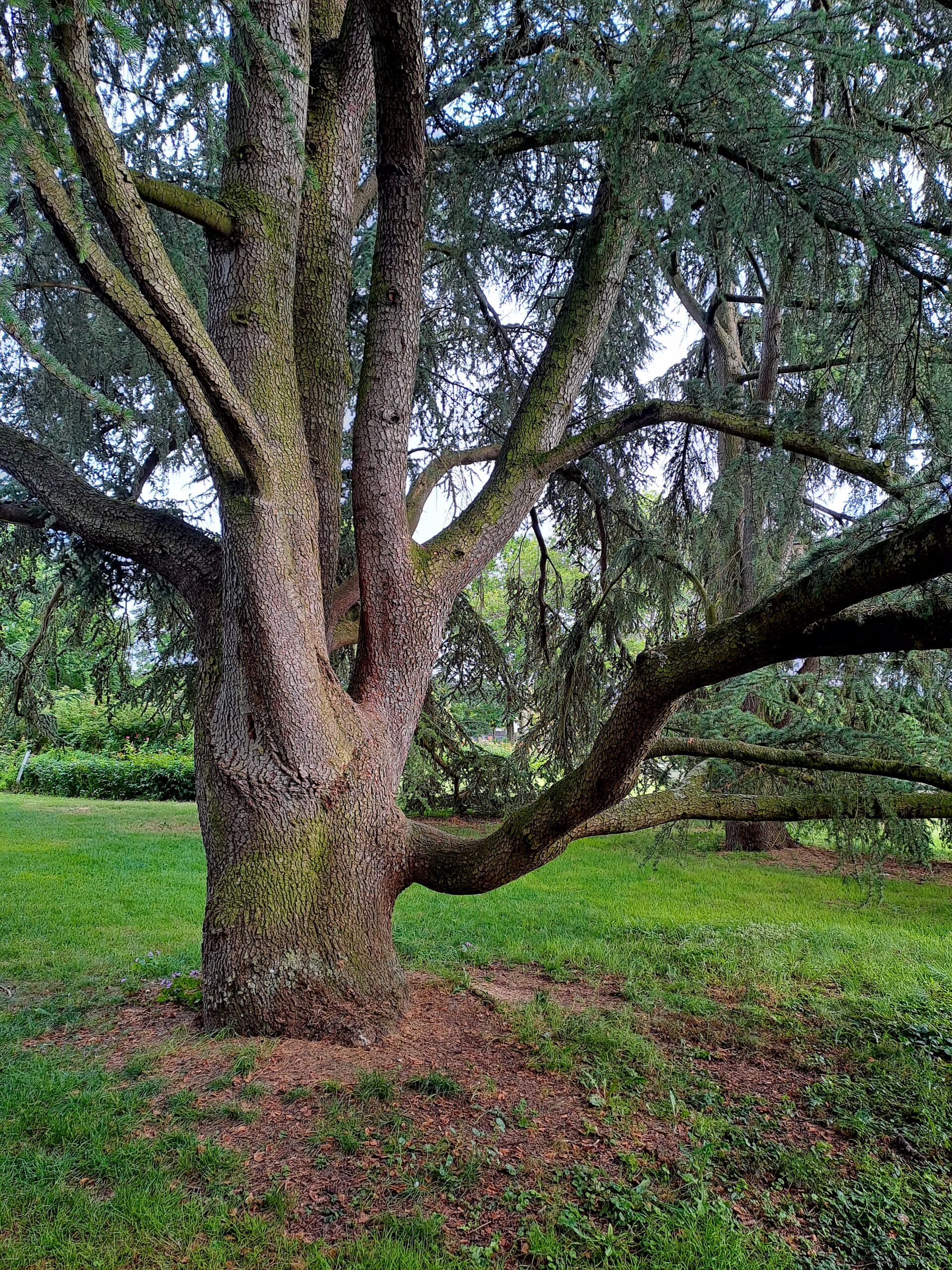 04/07/26 – Etre soi aux pieds des arbres